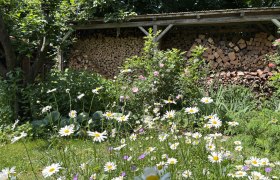 Ein blühender Garten mit Gänseblümchen und einem Holzstapel im Hintergrund.