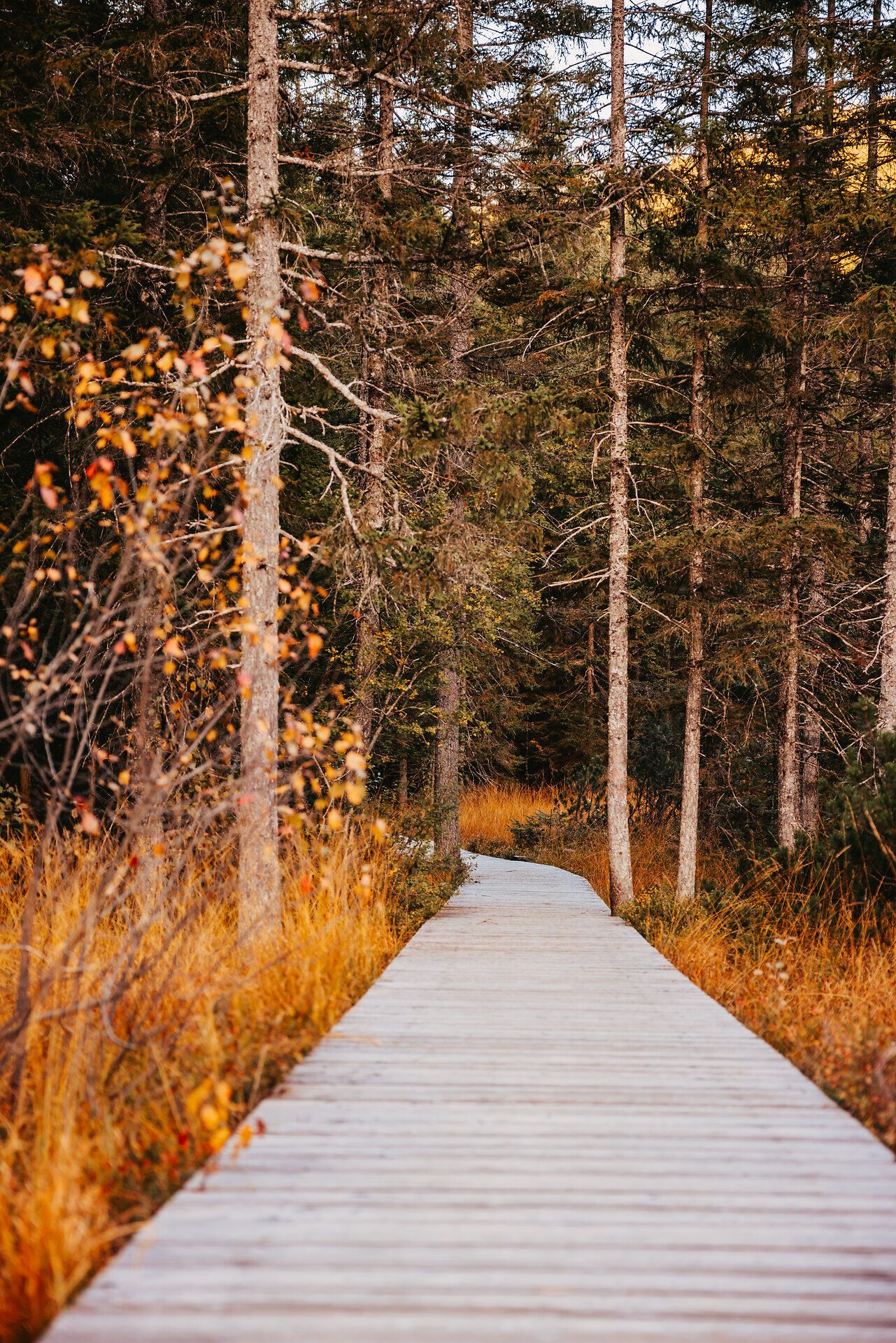 Ein malerischer Holzsteg schlängelt sich durch die herbstlichen Wälder, umgeben von hohen, schlanken Bäumen, deren Blätter in warmen Gold- und Rottönen leuchten. Die ruhige Atmosphäre lädt dazu ein, die frische Luft zu genießen und die Schönheit der Natur zu erleben.