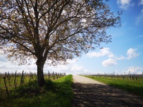 Weg zwischen Weing&auml;rten, am Wegesrand ein Baum der Schatten spendet.