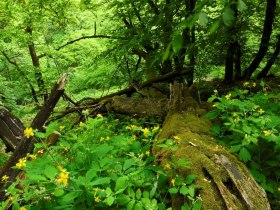 Magische Wälder, © Wachau-Nibelungengau-Kremstal