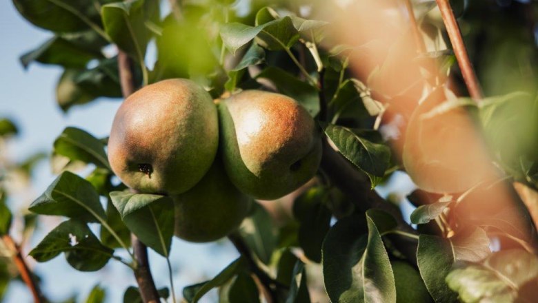 Obsthof Altenriederer, © Monika Jungwirth, Karma & Pitch