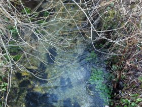 Scheiklh&ouml;he_Rundweg_6_Stengelloser Enzian, &copy; Nordisches Zentrum St. Aegyd