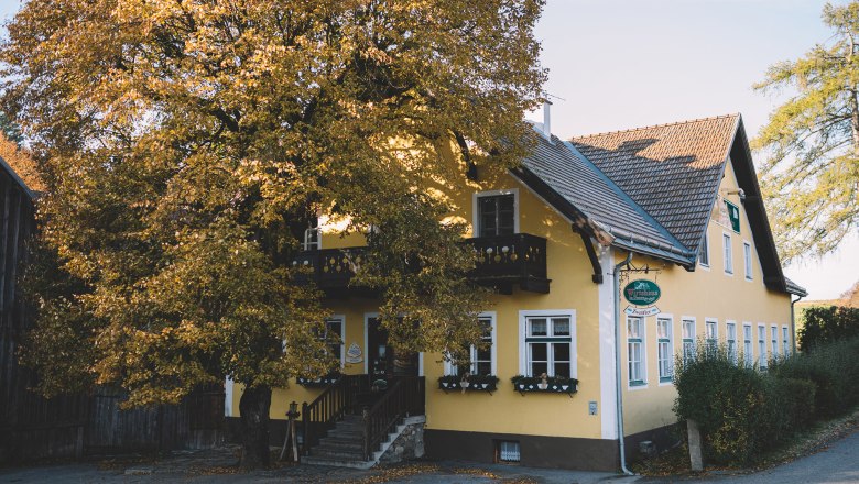 Gelbes Wirtshaus mit großem Baum davor, Herbstlaub, am Stadtrand von Zwettl.