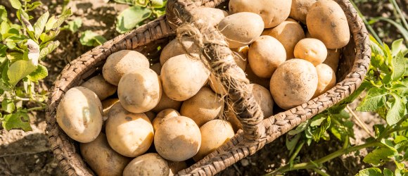Erd&auml;pfel im Waldviertel, &copy; Waldviertel Tourismus/Studio Kerschbaum