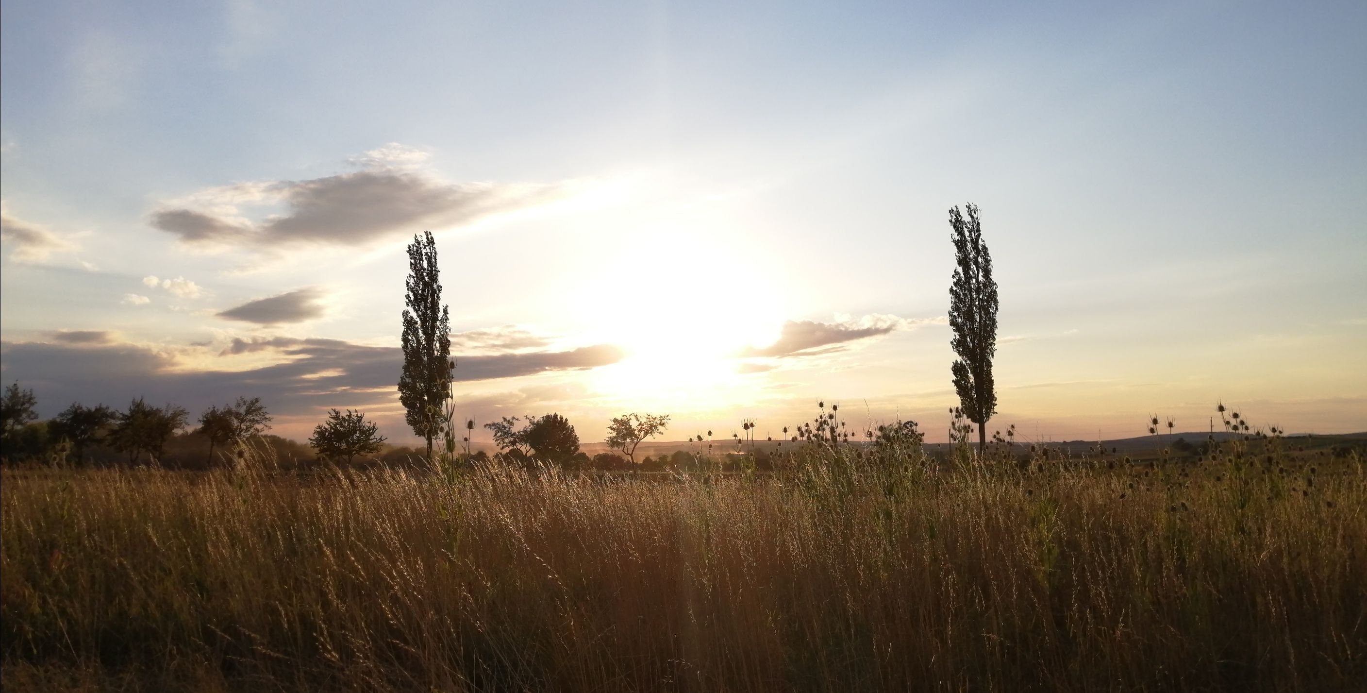 Sonnenuntergang über einem Feld mit Bäumen und hohem Gras.