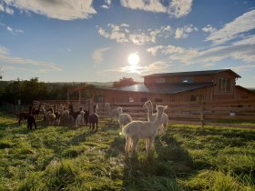 Alpakazucht Siebenhirten, &copy; Alpakazucht Siebenhirten