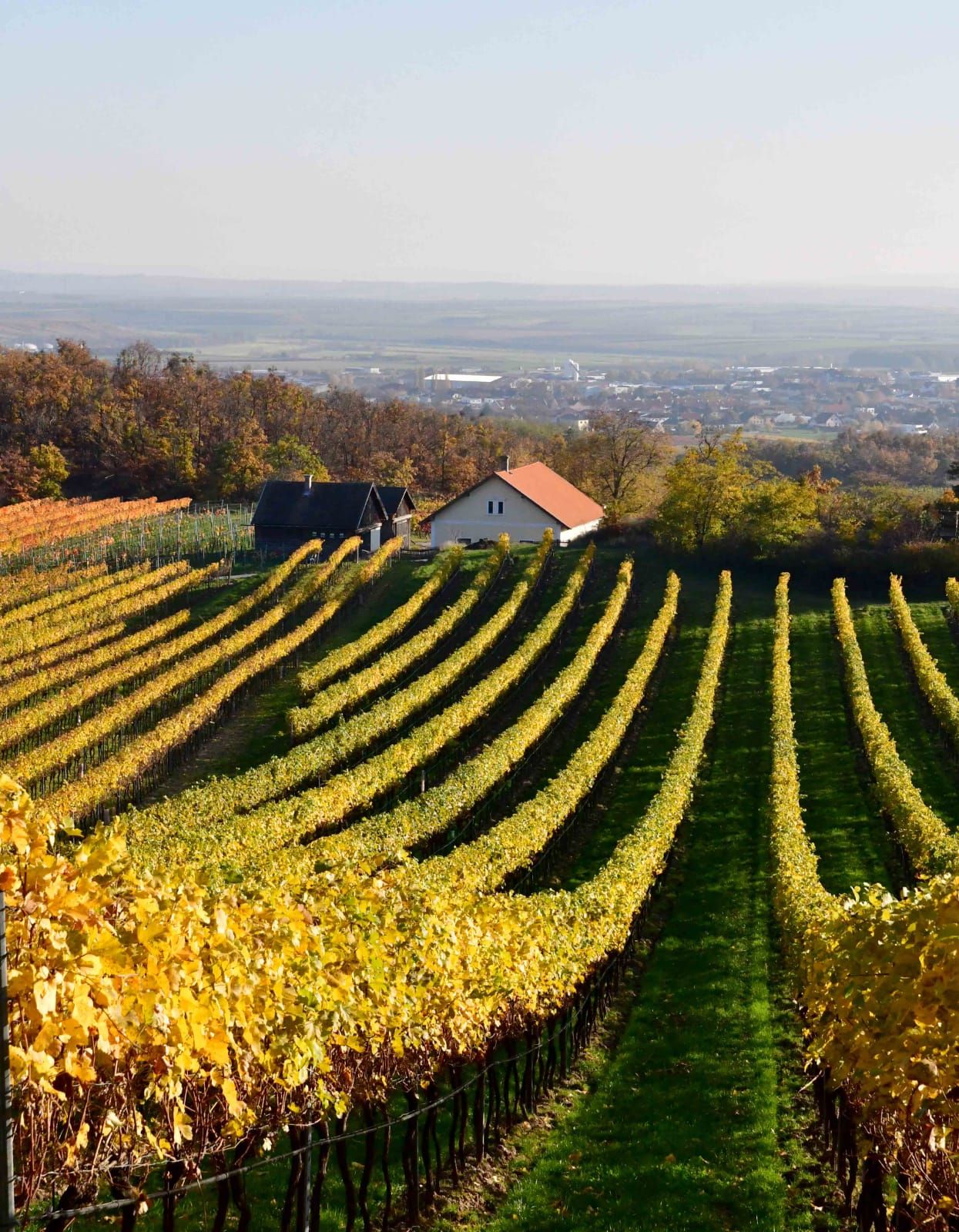Weinberge mit gelben Blättern und einem kleinen Haus im Hintergrund.