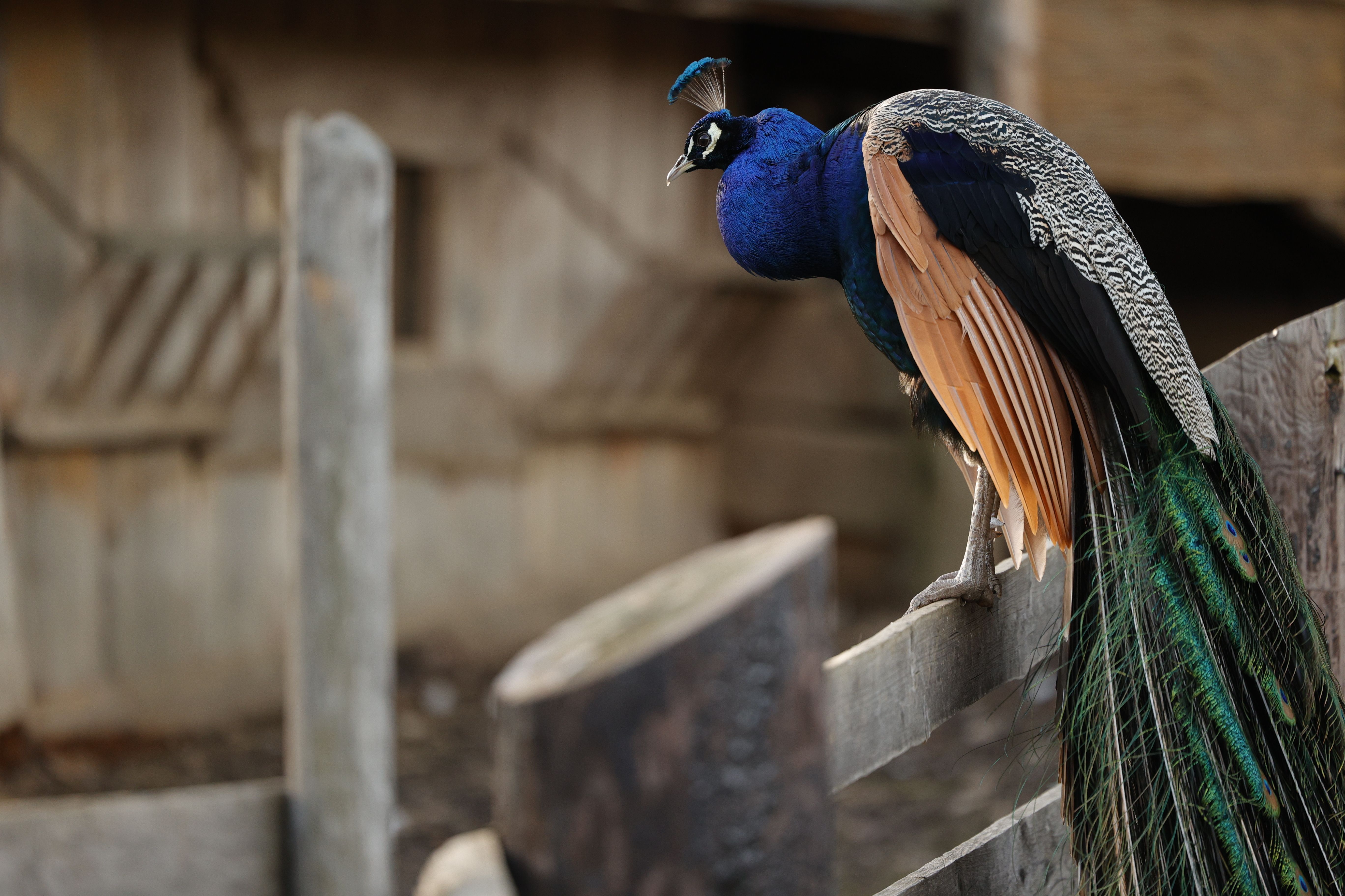 Ein Pfau sitzt auf einem Holzzaun im Keltendorf Schwarzenbach.