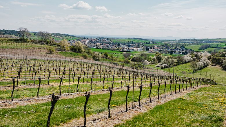 Weinberge im Zayatal mit Blick auf ein Dorf und grüne Hügel im Hintergrund.