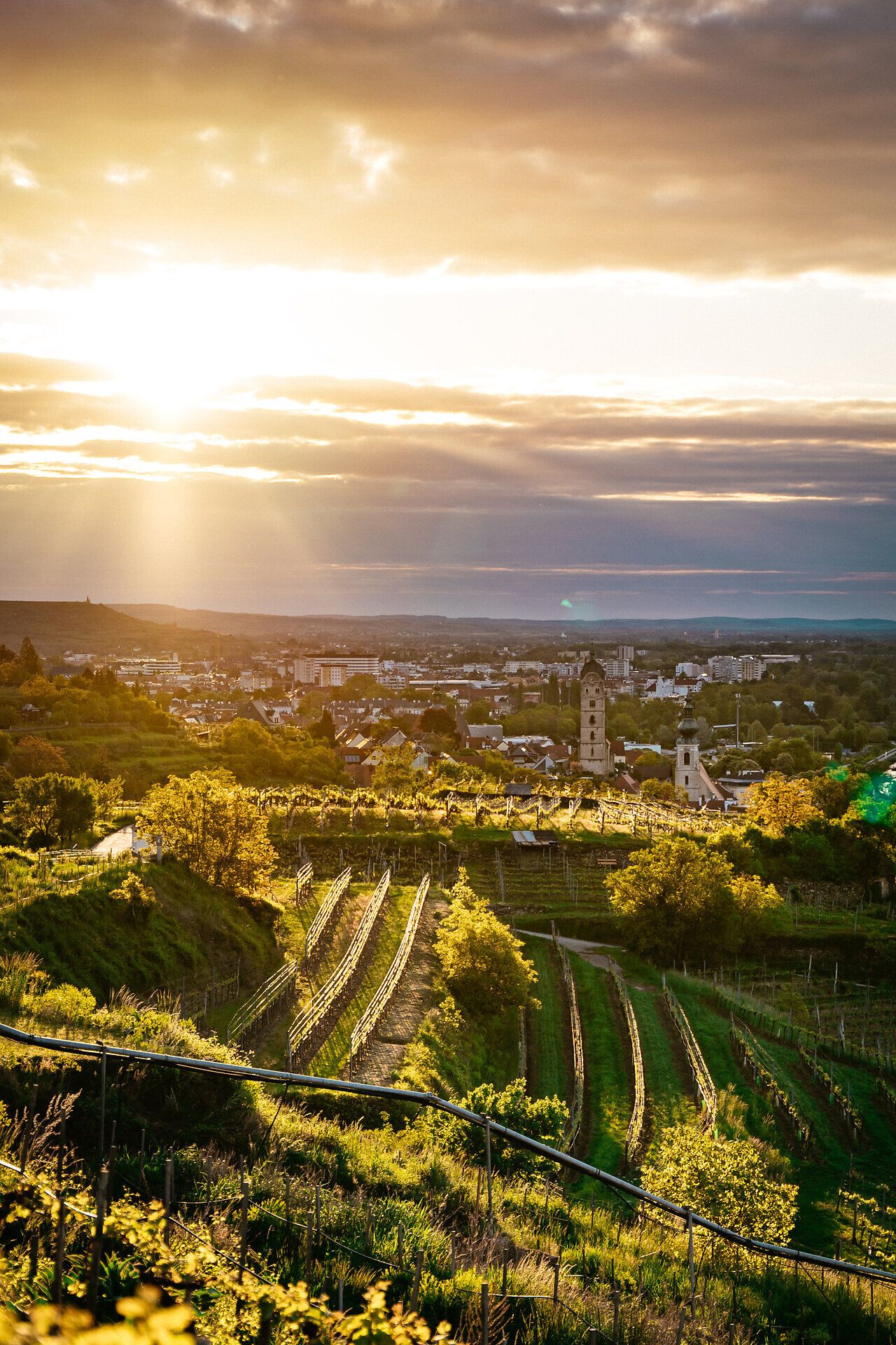 Die sanften Hügel der Weinberge erstrahlen im warmen Licht der Abendsonne, während die malerische Landschaft zur Erkundung einlädt. Hier, wo die Natur und die Kultur harmonisch verschmelzen, erleben Besucher die Schönheit des Weinanbaus in voller Pracht.