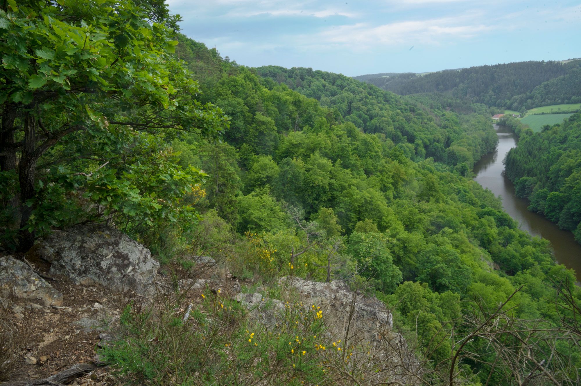 Blick auf einen dichten, grünen Wald mit einem Fluss, der sich durch die Landschaft schlängelt.