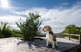 Ein Beagle sitzt auf einer Holzplattform im Freien, umgeben von B&auml;umen und unter einem blauen Himmel mit Wolken.