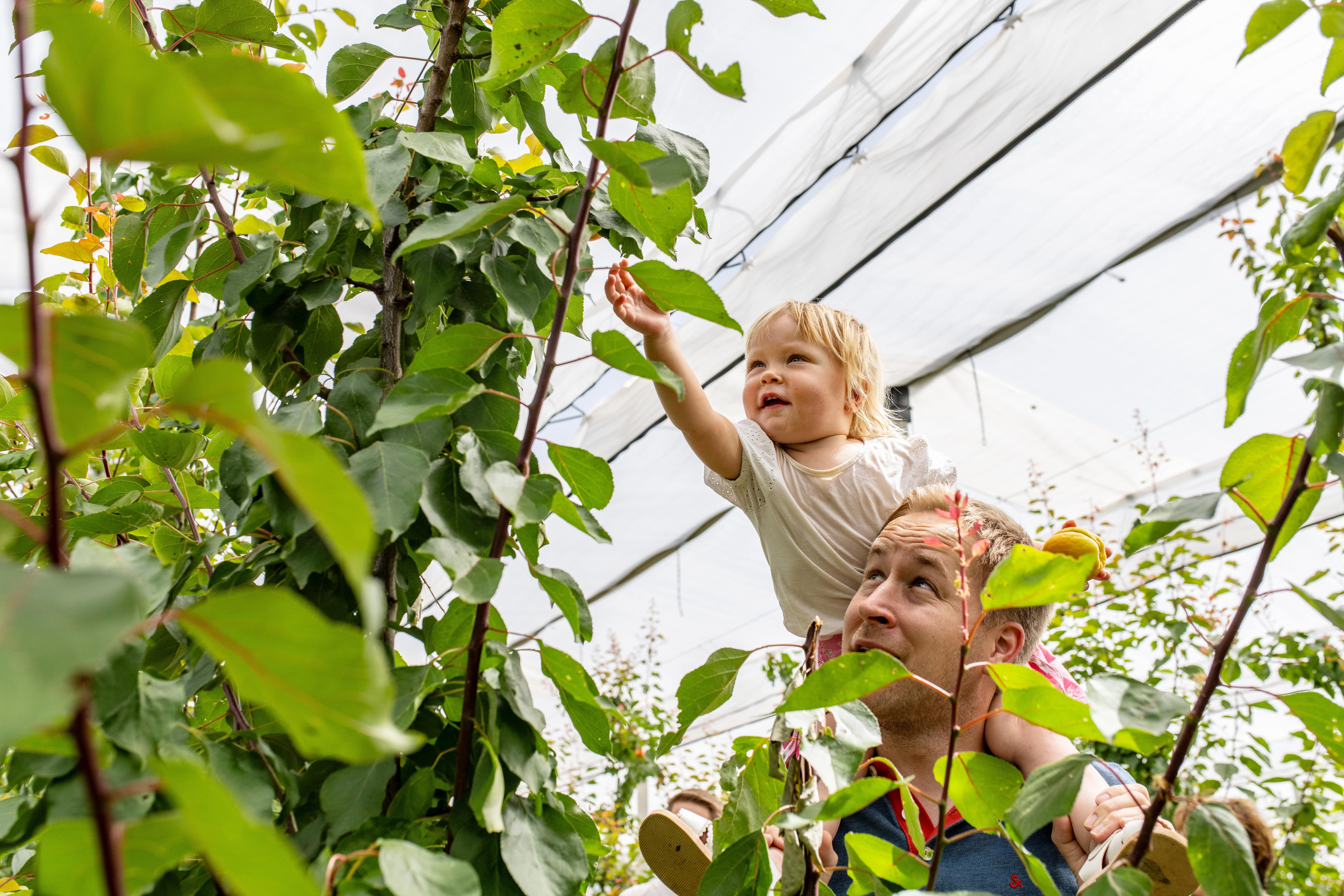 Ein Kind auf den Schultern eines Erwachsenen greift nach Blättern im Obstgarten. 