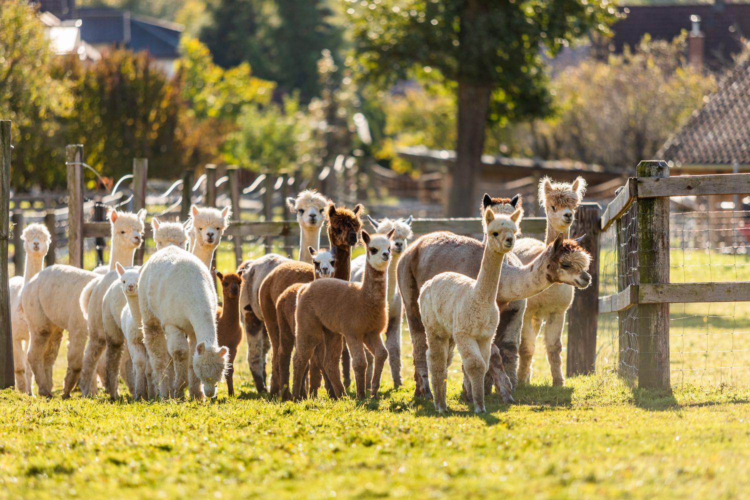 Eine Gruppe von Alpakas steht auf einer grünen Wiese, umgeben von Zäunen und Bäumen im Hintergrund.