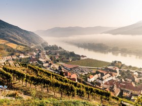 Ausblick vom Tausendeimerberg in Spitz auf die Donau, © Donau NÖ Tourismus/Robert Herbst