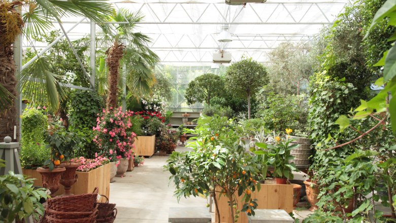 Ein Gewächshaus mit verschiedenen exotischen Pflanzen und Bäumen, darunter Palmen und blühende Sträucher.