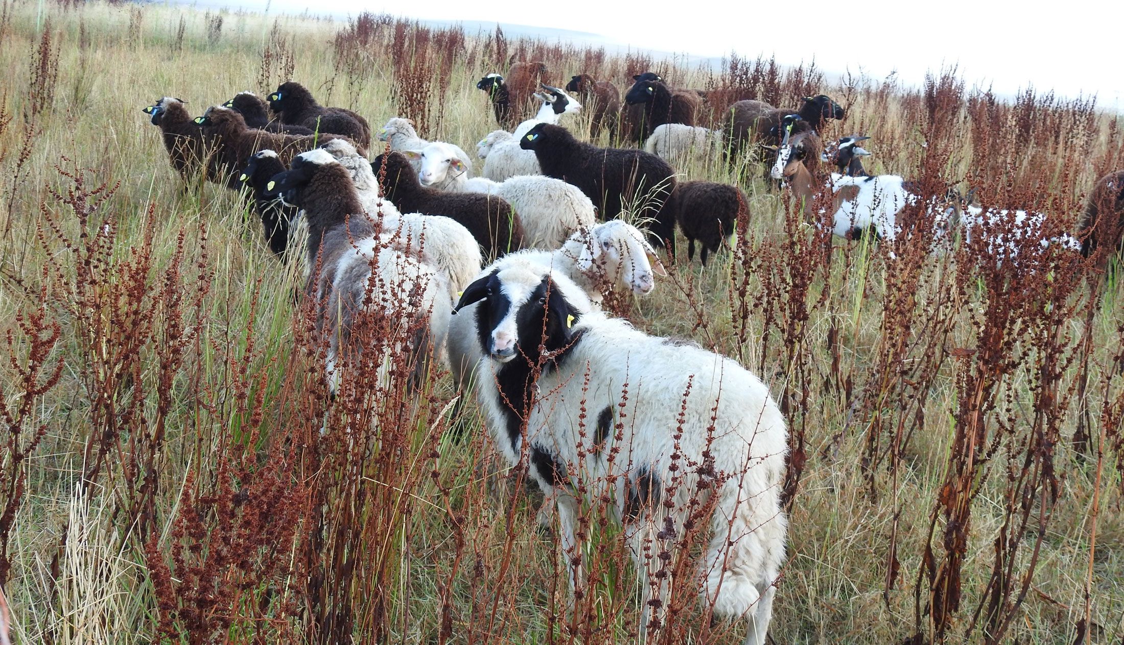 Eine Herde von Schafen auf einer Wiese mit hohem Gras und braunen Pflanzen.