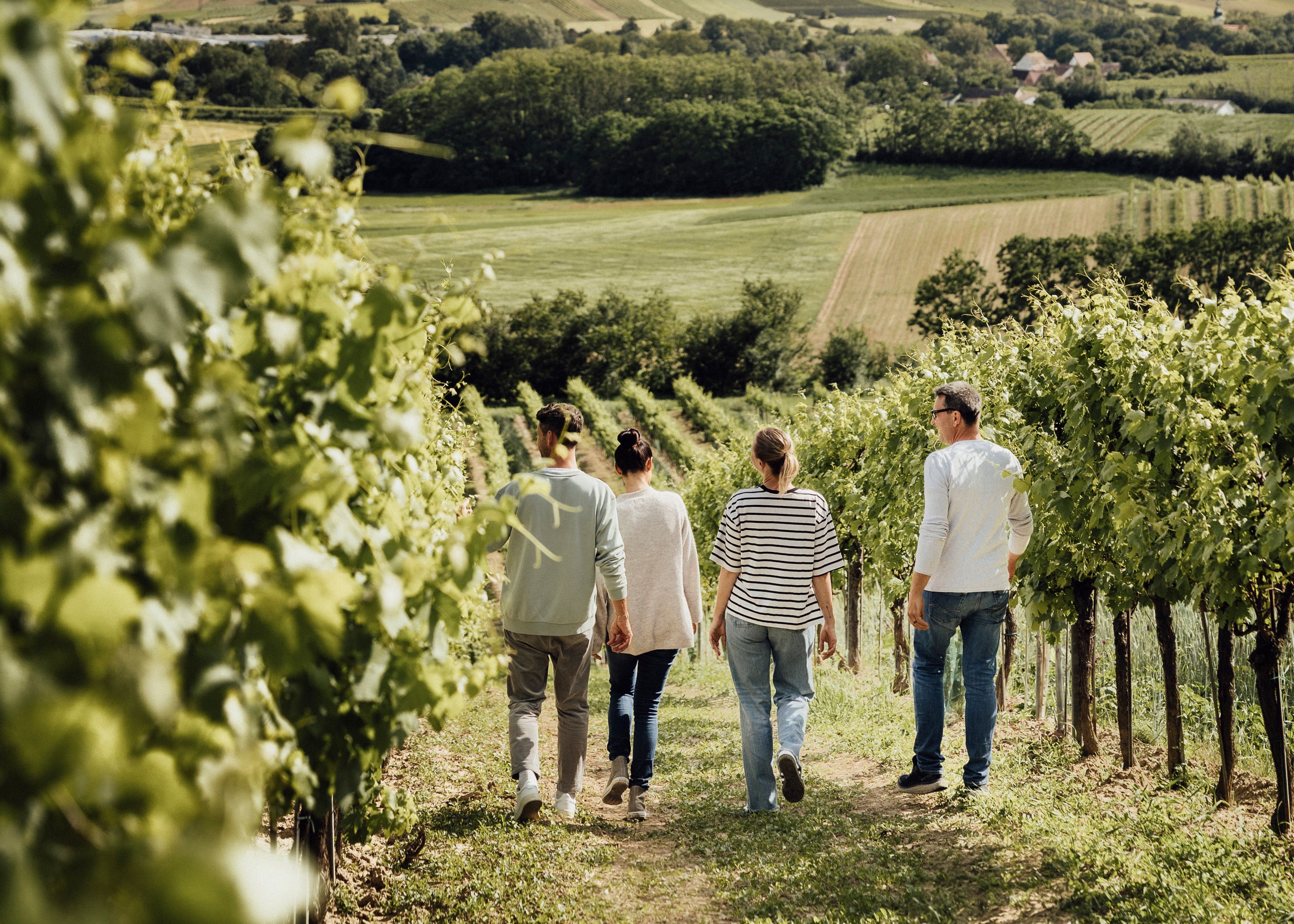 Vier Personen spazieren durch einen grünen Weinberg mit hügeliger Landschaft im Hintergrund.