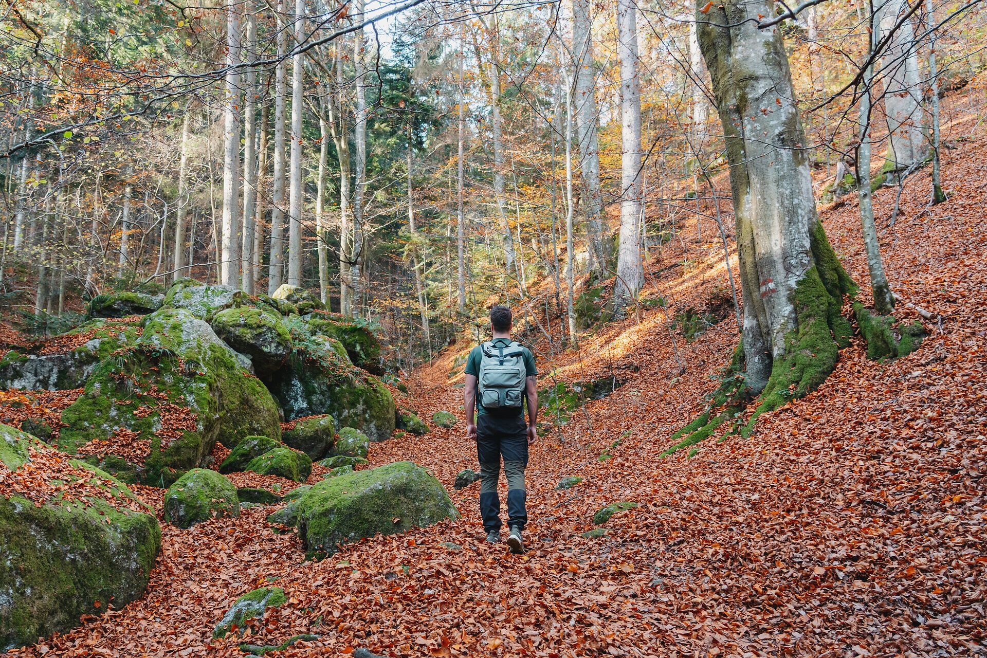 Herbst, südliches Waldviertel