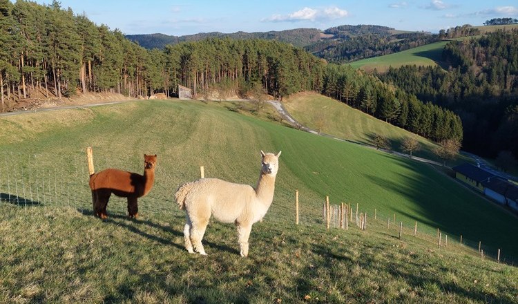 Zwei Alpakas auf einer gr&uuml;nen Wiese mit H&uuml;geln und Wald im Hintergrund.