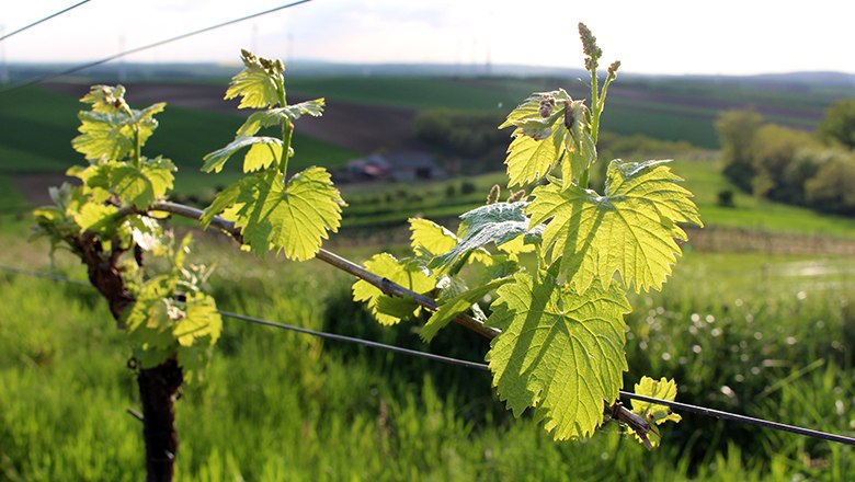 Nahaufnahme von Weinreben mit gr&uuml;nen Bl&auml;ttern im Vordergrund, im Hintergrund eine h&uuml;gelige Landschaft.