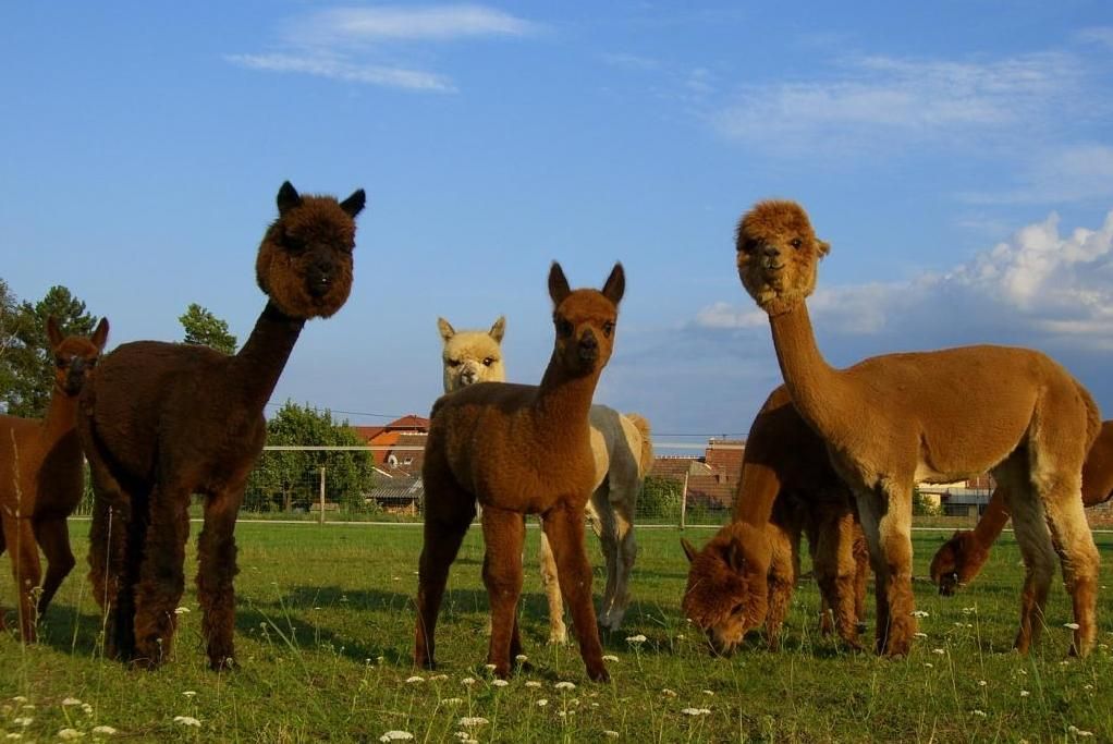 Eine Gruppe von Alpakas steht auf einer grünen Wiese unter blauem Himmel.