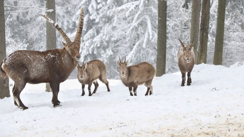 Vier Steinb&ouml;cke im Schnee im Naturpark Hohe Wand.