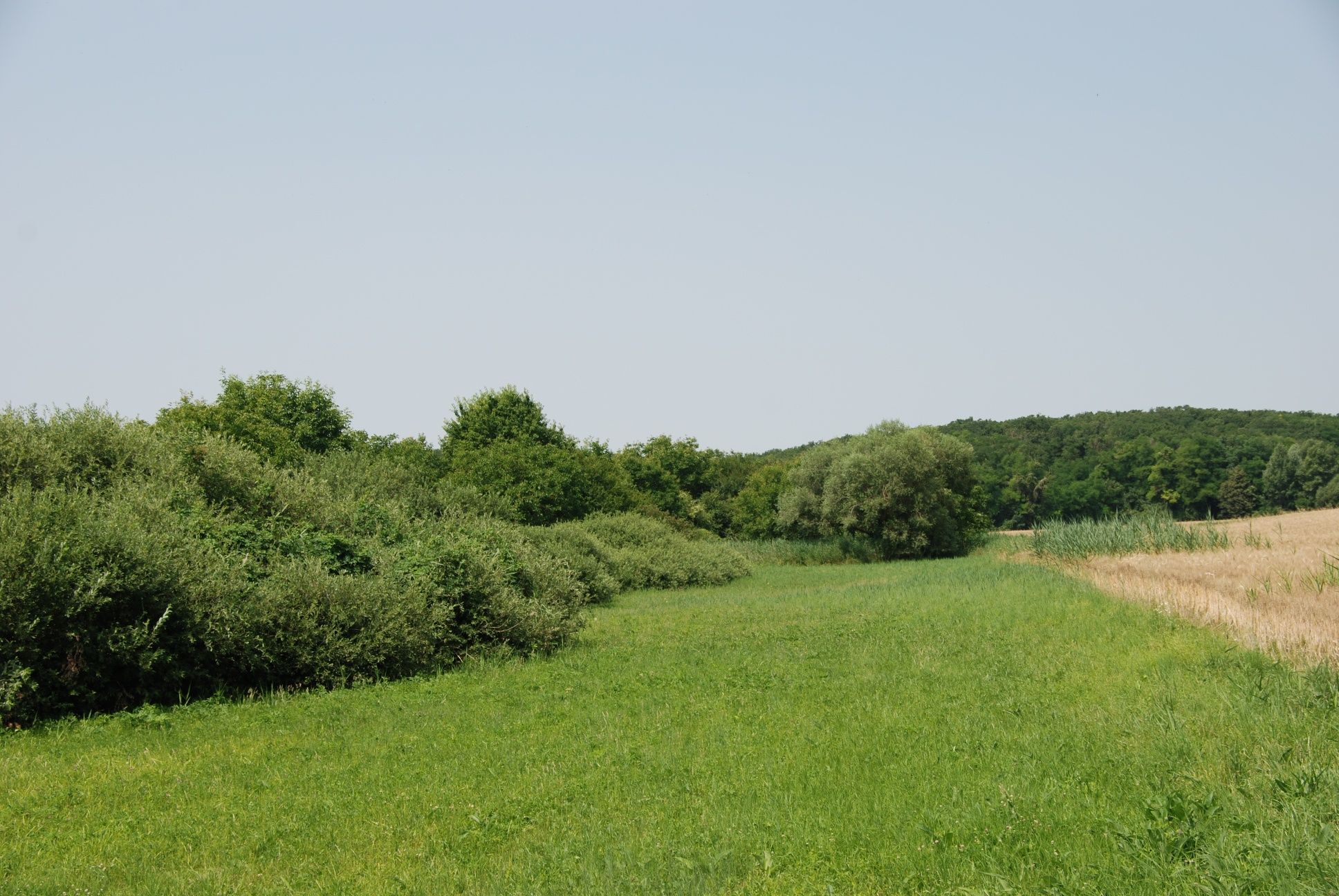 Biotop Obergrundwiese