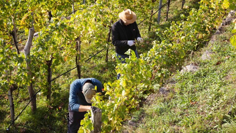 Weinlese in der Wachau, &copy; Donau N&Ouml;/Barbara Elser