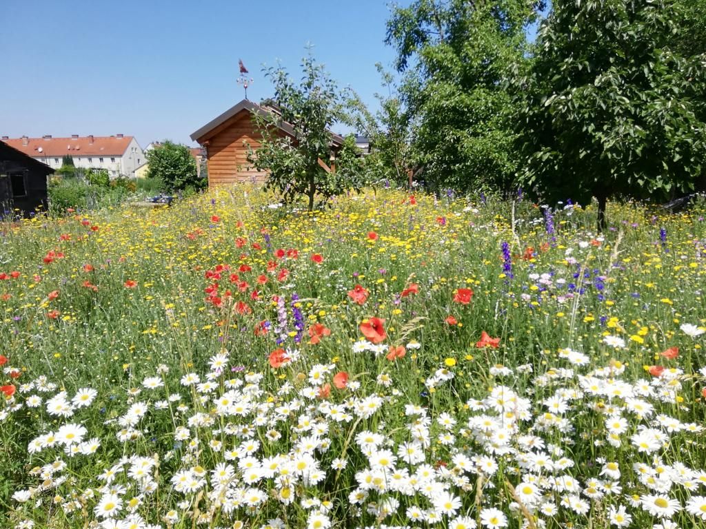 Blühwiese mit bunten Blumen und einem Holzhäuschen im Hintergrund.