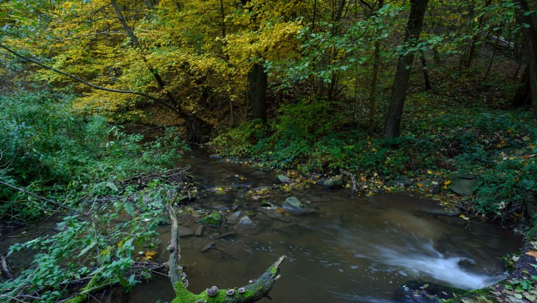 Idyllischer Bach, der sich durch das Pulkautal schl&auml;ngelt, eingebettet in ruhige Natur.