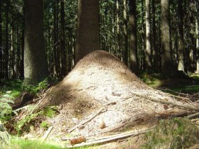 Sch&uuml;lersteig, &copy; Gemeinde B&auml;rnkopf