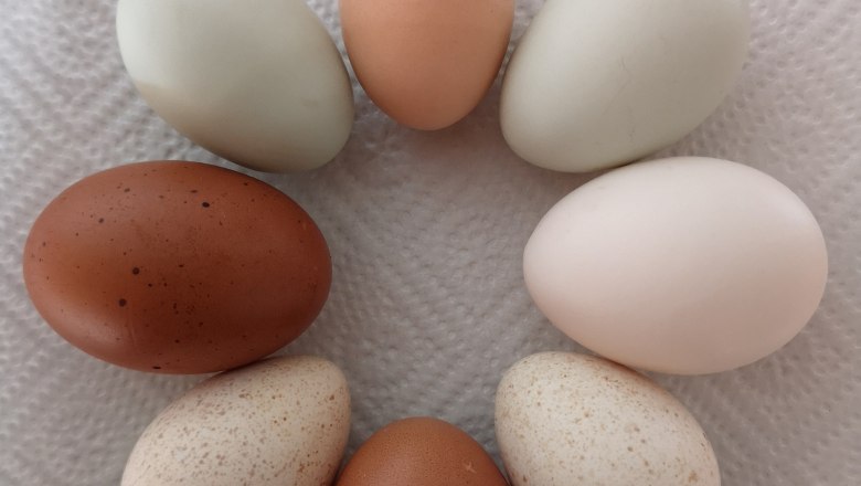 Eier-Vielfalt, &copy; Friedlhof