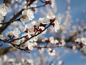 Marillenbl&uuml;te in der Wachau, &copy; Donau N&Ouml; Tourismus/Barbara Elser