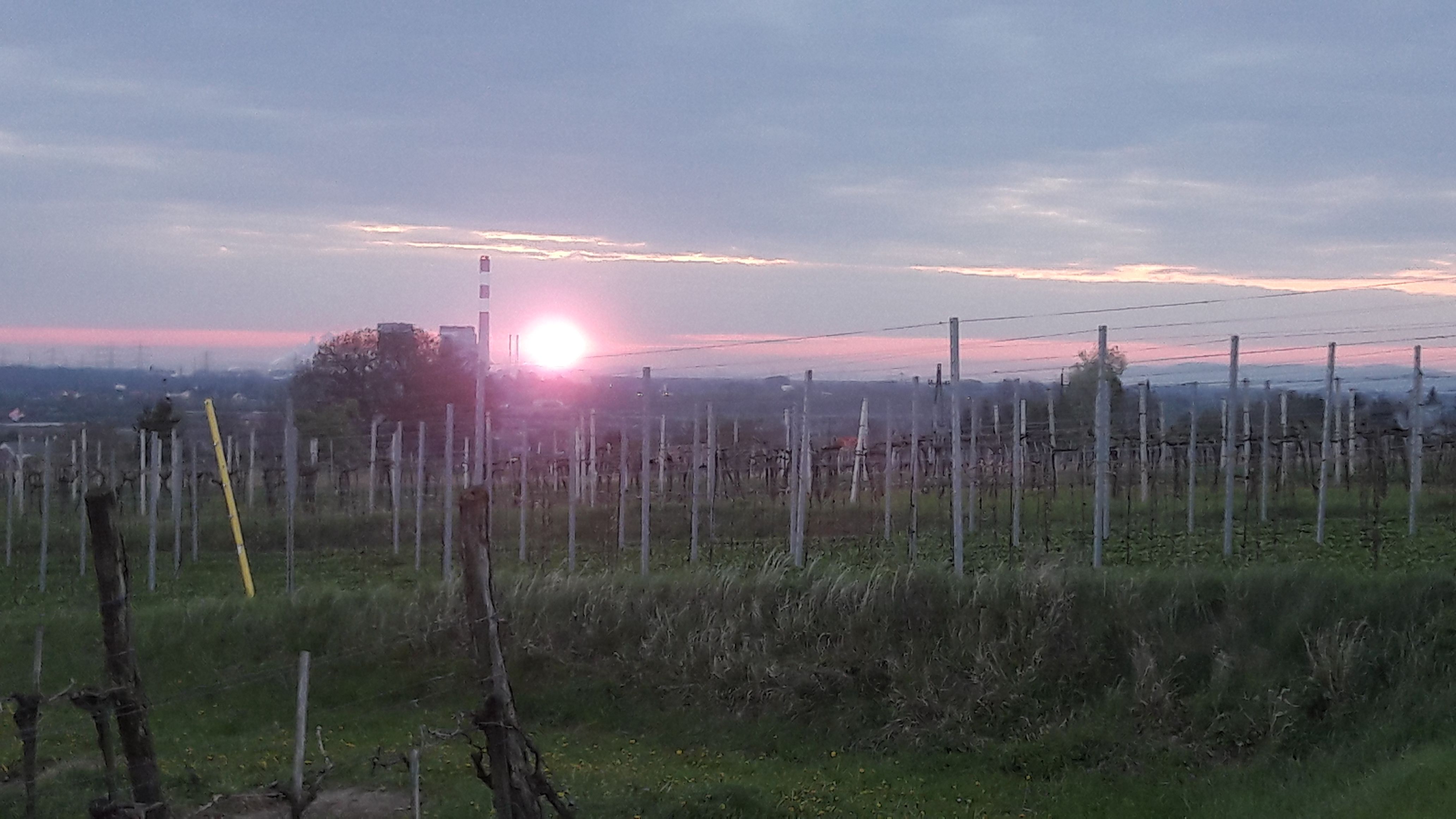 Sonnenuntergang über einem Weingarten mit Pfählen und Drähten, im Hintergrund eine Stadt und ein Schornstein.