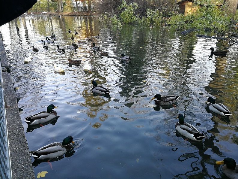 Enten schwimmen in einem Teich im Hammerpark.