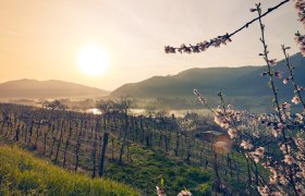 Marillenbl&uuml;te am S&uuml;dufer der Wachau, &copy; Donau N&Ouml; Tourismus/Andreas Hofer