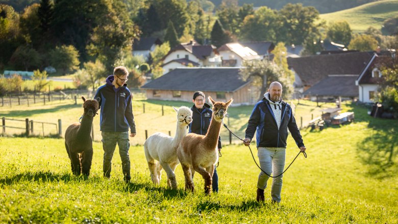 Menschen f&uuml;hren Alpakas auf einer gr&uuml;nen Wiese bei sonnigem Wetter.