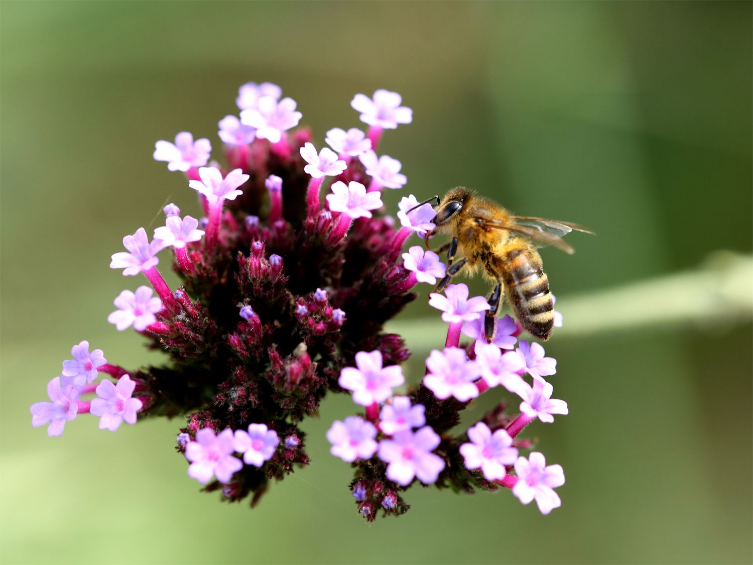 Eine Biene sitzt auf einer lila Blume und sammelt Nektar.