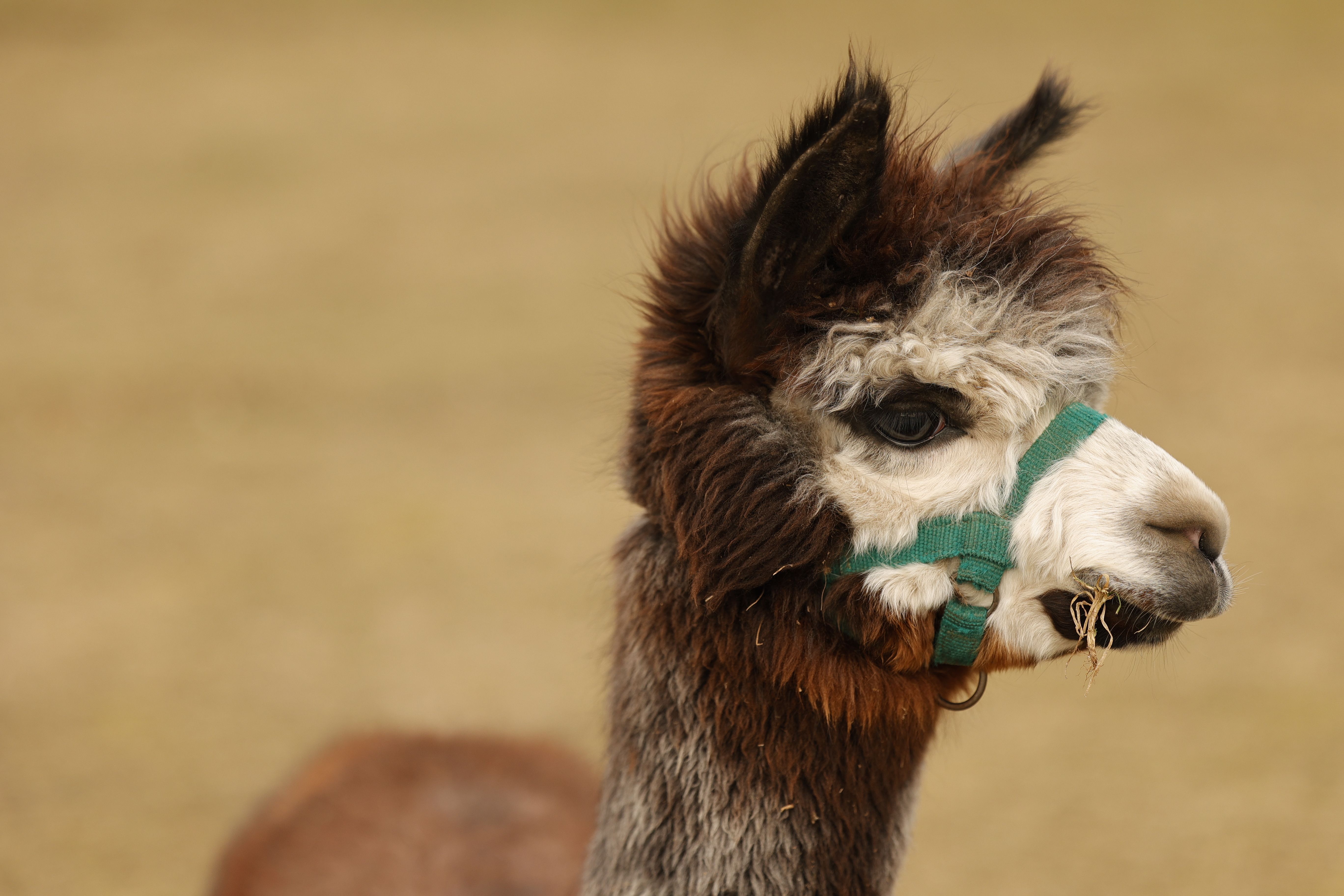 Nahaufnahme eines braunen Alpakas mit grünem Halfter und weißem Kopf auf einem Feld.
