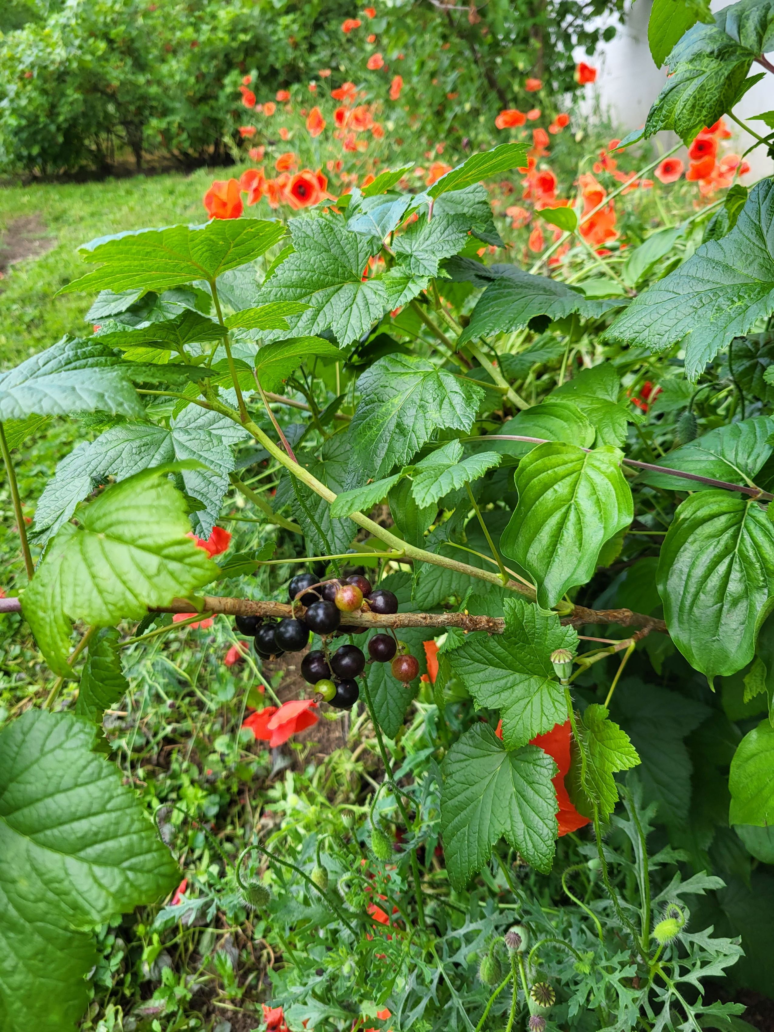 Schwarze Johannisbeeren an einem Strauch mit grünen Blättern, umgeben von roten Blumen im Garten.