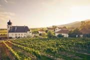 Das Freigut Thallern ist eines der ältesten Weingüter Österreichs., © Andreas Hofer