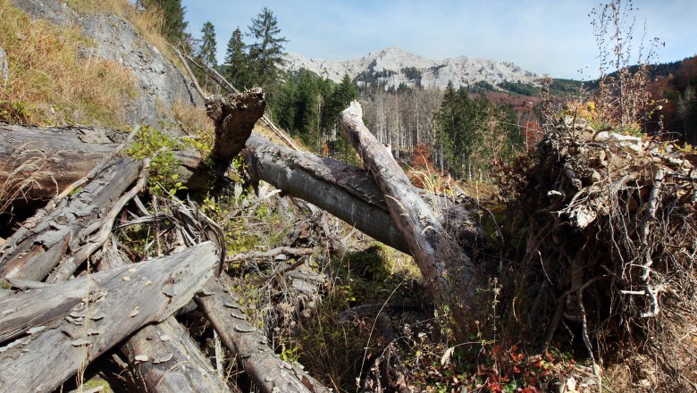 Gefallene Bäume im Wildnisgebiet Dürrenstein mit Bergen im Hintergrund.