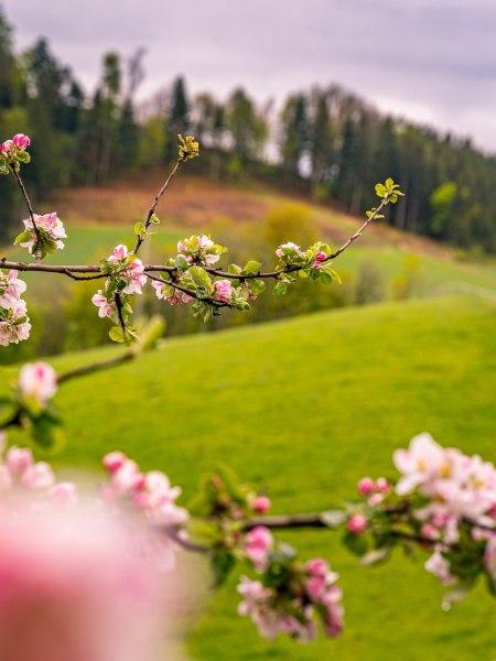 Frühling in der Buckligen Welt, © Wiener Alpen/Luckerbauer - Flotoanker