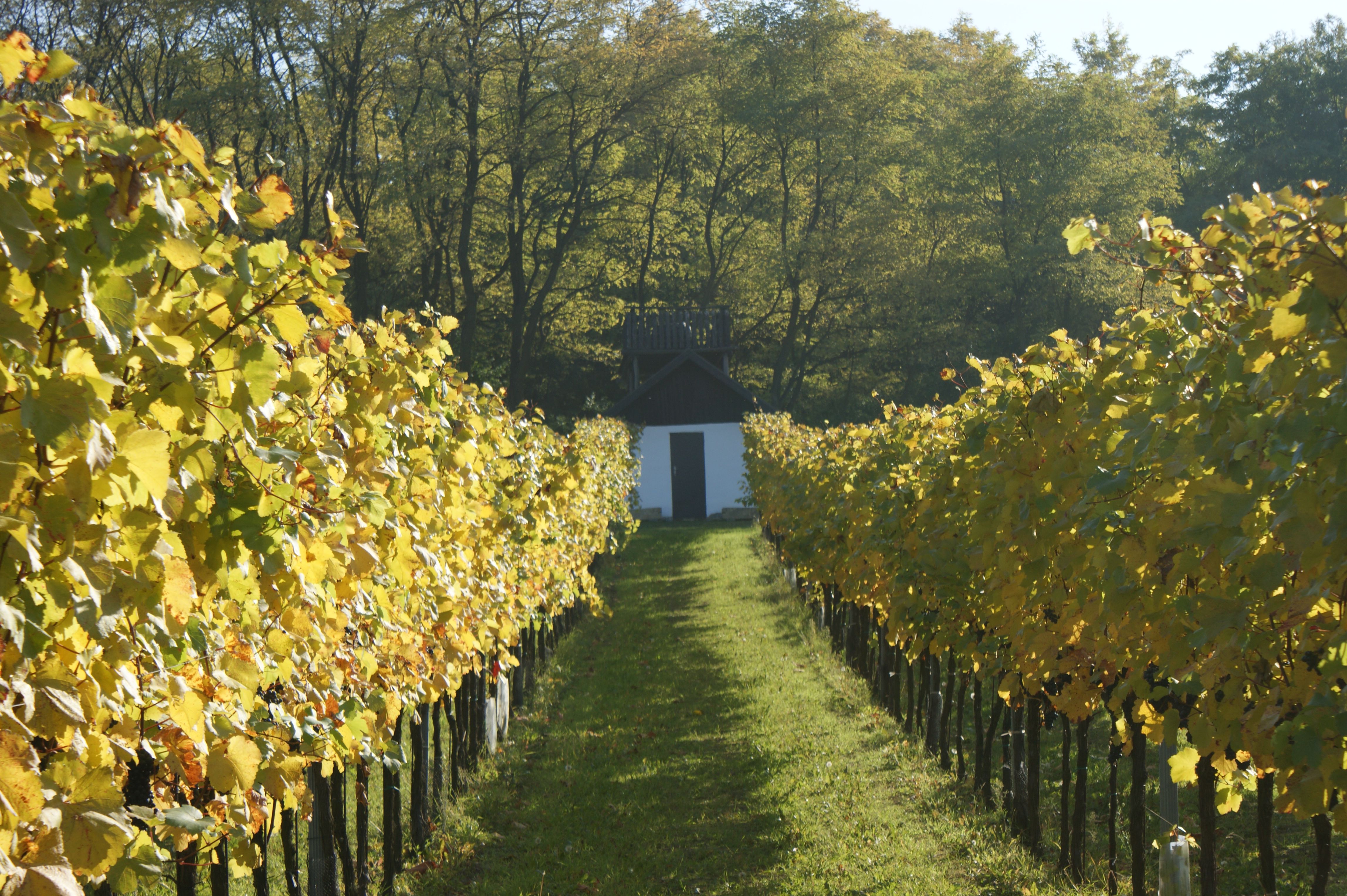 Weinberg mit Hiatahütte im Hintergrund.