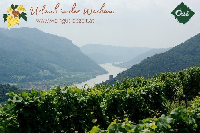 Panoramablick auf die Wachau mit Weinbergen und der Donau im Hintergrund.