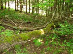 Wurzelweg, &copy; Karen Jesserer