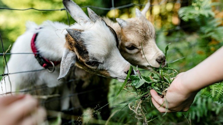 Urlaub am Zwergerlhof, &copy; schwarz-koenig.at