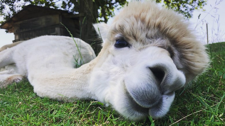 Dirndltal Alpaka, &copy; Marion Lorenz