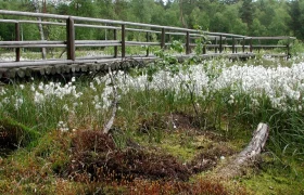 Heidenreichsteiner Moor, © Waldviertel Tourismus, POV